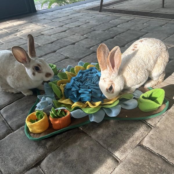 CAGE FREE DOG BOARDING